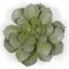 8X7 Inch Artificial Green Succulent