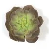 7 Inch Artificial Purple Echeveria Succulent
