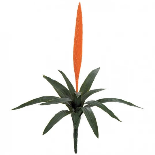 27 Inch Outdoor Orange Vriesea Splendens Bromeliad 1 27 Inch Outdoor Orange Vriesea Splendens Bromeliad