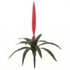 27 Inch Outdoor Red Vriesea Splendens Bromeliad