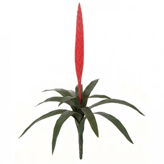 27 Inch Outdoor Red Vriesea Splendens Bromeliad 1 27 Inch Outdoor Red Vriesea Splendens Bromeliad