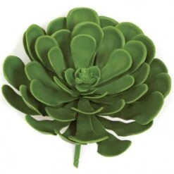 8 Inch Outdoor Green Aeonium Succulent: Unpotted