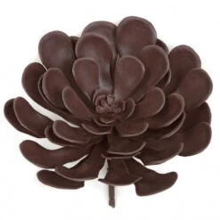 8 Inch Outdoor Burgundy Aeonium Succulent: Unpotted