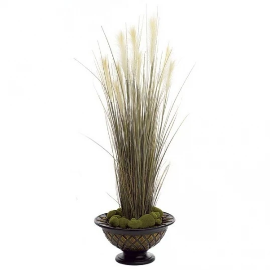 58 Inch Plume Grass: Potted 2 58 Inch Plume Grass: Potted - Image 2