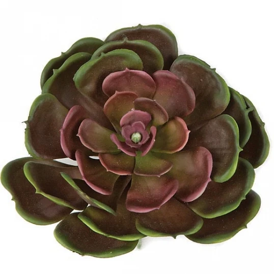 5 Inch Fire Retardant Echeveria Plant 1 5 Inch Fire Retardant Echeveria Plant