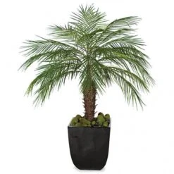 5 Foot Phoenix Palm Cluster With Synthetic Trunk: Potted