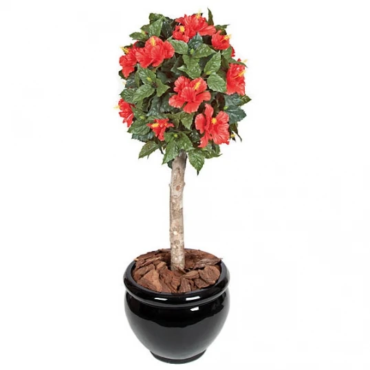 3.5 Foot Red Outdoor Hibiscus Ball Topiary: Potted 1 3.5 Foot Red Outdoor Hibiscus Ball Topiary: Potted