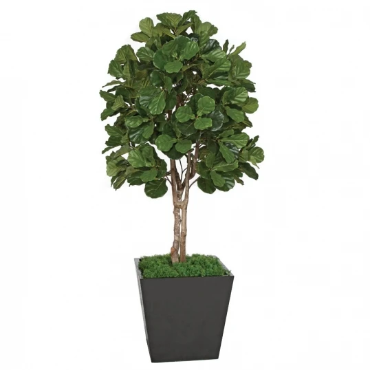 7 Foot Artificial Fiddle Leaf Fig Tree: Potted 1 7 Foot Artificial Fiddle Leaf Fig Tree: Potted