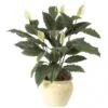34 Inch Spathiphyllum Bush: Potted