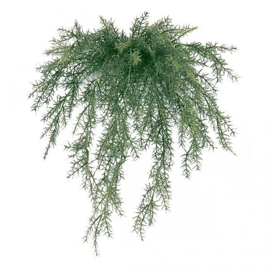 20 Inch Outdoor Sprengerii Bush: Unpotted 1 20 Inch Outdoor Sprengerii Bush: Unpotted