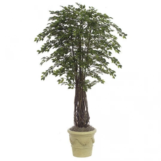 7 Foot Mini Ficus: Potted 1 7 Foot Mini Ficus: Potted