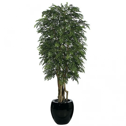 8 Foot Orange Jasmine Tree: Potted 1 8 Foot Orange Jasmine Tree: Potted