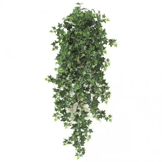 48 Inch Sage Ivy Bush: Unpotted 1 48 Inch Sage Ivy Bush: Unpotted