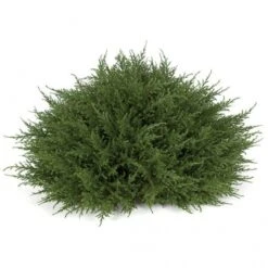 14 X 21 Inch Plastic Cypress Half Ball Topiary: Limited UV