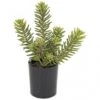 17 Inch Artificial Succulent In Ceramic Pot