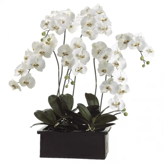 42 Inch Phalaenopsis Orchid Plant In Terra Cotta Pot 1 42 Inch Phalaenopsis Orchid Plant In Terra Cotta Pot