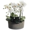 19 Inch Phalaenopsis Orchid Plant In Clay Pot