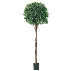 5 Foot Bay Leaf Topiary With Braided Trunk: Limited UV (Set Of 2)