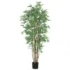 5 Foot Japanese Bamboo Tree: Potted