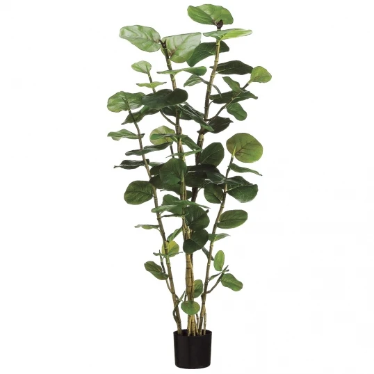 5 Foot Eva Sea Grape Plant: Potted 1 5 Foot Eva Sea Grape Plant: Potted