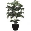 48 Inch Zamia Plant: Potted (Set Of 2)