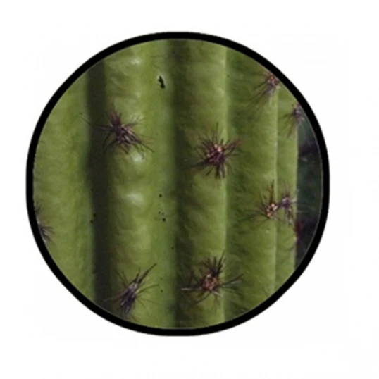 5.5 Foot Artificial Whisker Cactus: Potted (Set Of 2) 2 5.5 Foot Artificial Whisker Cactus: Potted (Set Of 2) - Image 2