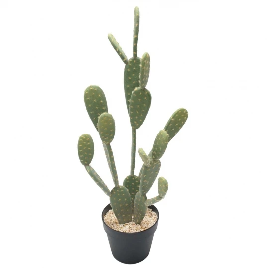 28 Inch Prickly Pear Cactus: Potted 1 28 Inch Prickly Pear Cactus: Potted