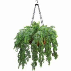 Outdoor Artificial Asparagus Fern In Decorative Hanging Basket With Chain