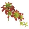 7 Inch Atropurpureum Stem (Set Of 3)