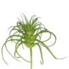 5 Inch Frosted Green Grass Stem (Set Of 6)