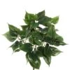 20 Inch Philodendron Bush