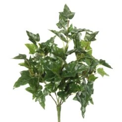 20 Inch English Ivy Bush