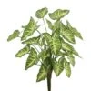 22 Inch Syngonium Bush