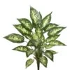 22 Inch Dieffenbachia Exotica Bush