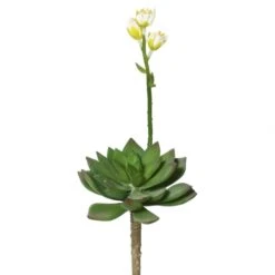 11 Inch Echeveria Succulent (Set Of 3)
