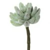6 Inch Crassula Succulent (Set Of 3)
