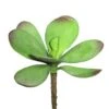 6.5 Inch Kalanchoe Pick Succulent (Set Of 3)