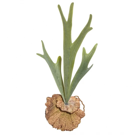16.5 Inch Staghorn Fern Pick (Set Of 3) 1 16.5 Inch Staghorn Fern Pick (Set Of 3)