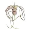 6 Inch Flocked Tillandsia Pick