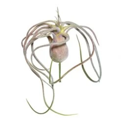 6 Inch Flocked Tillandsia Pick