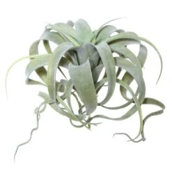 10.5 Inch Tillandsia Pick