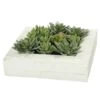 Succulent Arrangement In 12 X12 Inch White Planter