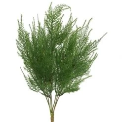 19.5 Inch Asparagus Bush