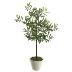 27 Inch Olive Hill Tree: Potted