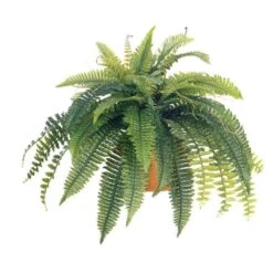 40 Inch Self Shaped Boston Fern: Unpotted (set Of 2)
