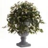 28 Inch Hoya With Decorative Urn