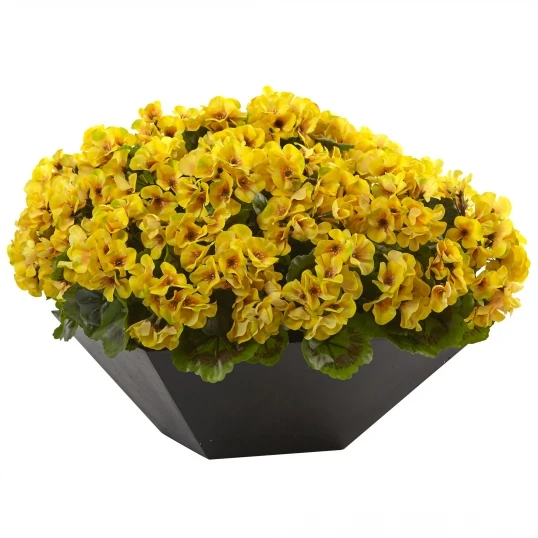 15 Inch Yellow Geranium In Black Planter: Limited UV Protection 1 15 Inch Yellow Geranium In Black Planter: Limited UV Protection