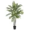 6 Foot Areca Palm Tree: Potted