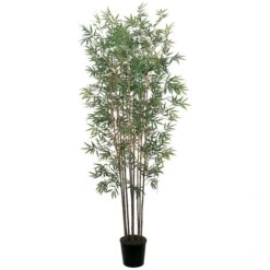 6 Foot Mini Bamboo Tree: Potted