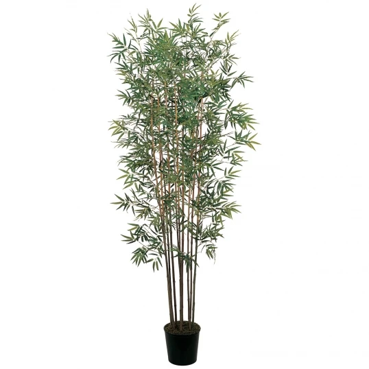6 Foot Mini Bamboo Tree: Potted 1 6 Foot Mini Bamboo Tree: Potted